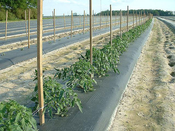 Tomato plants in the fields