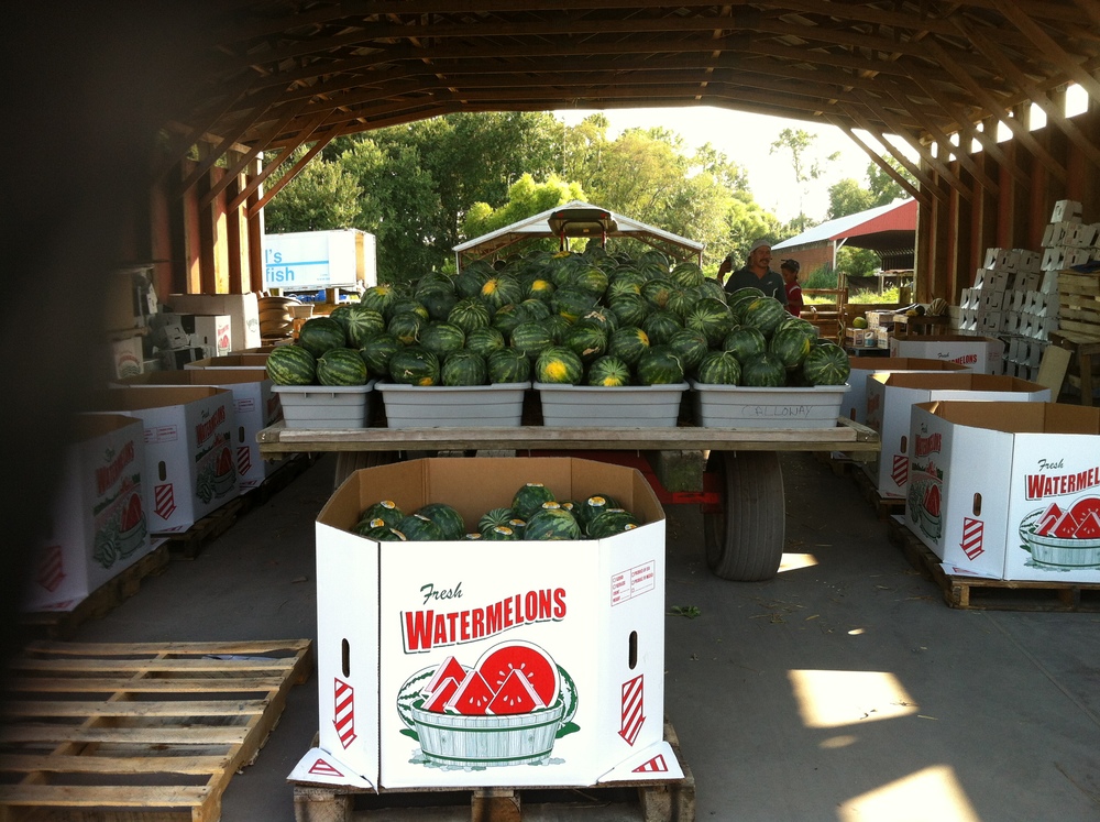 Watermelon packing area